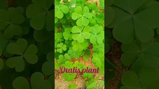 oxalis plantoxalistriangularis please subscribe [upl. by Nottnerb163]