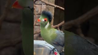 Meet The Green Turaco natural birds turaco shorts [upl. by Habeh]