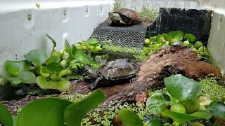 Breeding Kurakura Asli China CynemisMauremys reevesii [upl. by Nalak]