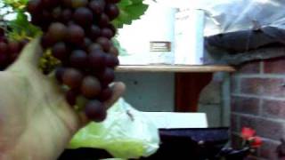 Growing grapes in the UK [upl. by Acey]