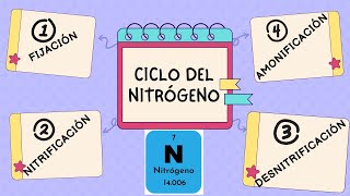 CICLO DEL NITRÓGENO Y SUS ETAPAS Fijación Nitrificación Amonificación y Desnitrificación [upl. by Wilkins145]