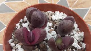 Spotlight Pleiospilos nelii  split rock succulent  mesemb  my plant shop [upl. by Festa]