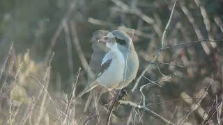 Piegrièche des steppes Steppe Grey Shrike Port du Stiff Ouessant Octobre 2024 [upl. by Grimona939]