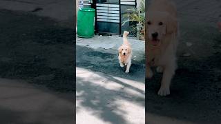 💕 Cutest Pet Reunion Ever Oakley and Simba’s Precious Momentshorts dog friends [upl. by Buerger848]