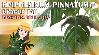 EPIPREMNUM PINNATUM  DRAGON TAIL INFO AND HALAMAN TIPS TAGALOG ANIMATION [upl. by Launam]