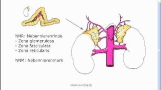 Endokrinologie 1 [upl. by Sykes251]