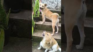 OUR BANTAY WAITING FOR THEIR FOOD [upl. by Rory]