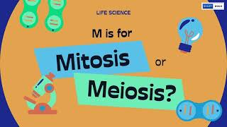 What is the difference between Mitosis and Meiosis I Animation I For Kids [upl. by Onitnas]