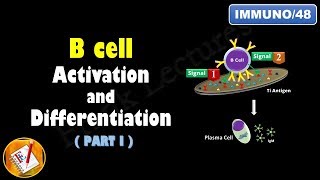 B cell Activation and Differentiation PART 1 T Independent Activation FLImmuno48 [upl. by Linehan]