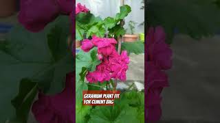 Geranium flower plant [upl. by Ebeohp]