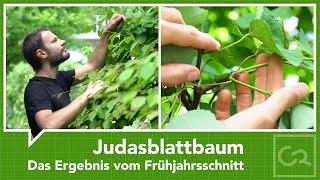 Judasblattbaum – Das Ergebnis vom Frühjahrsschnitt [upl. by Kilam]