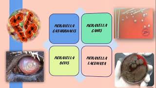 Moraxella  Peña Román  Medicina Veterinaria 3ABacteriología [upl. by Hawken]