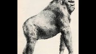 Gigantopithecus blacki Extinct Giant Ape Largest Primate to Walk the Earth [upl. by Aneleh]