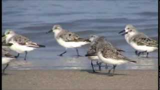 Bécasseau sanderling  Calidris alba [upl. by Nythsa]