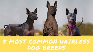 5 Common Hairless Dog Breeds in the World [upl. by Urson]