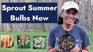 Guide to Summer Flowering Bulbs [upl. by Thacker]