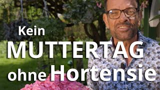 Ohne HORTENSIE gehts am MUTTERTAG nicht [upl. by Rozamond]