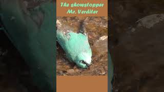 The stunning verditer flycatcher bathing in the valley stream [upl. by Nnovahs]