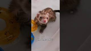 The ferret presents its baby to the owner for approvalanimals ferret friendship pets [upl. by Dix]