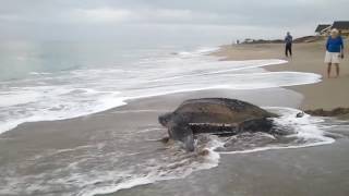 Worlds Biggest Turtle Found Must Watch [upl. by Jacki827]