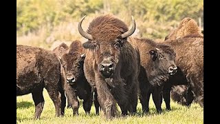 Interesting facts about bison [upl. by Kcirddec705]