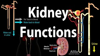 Kidney Homeostatic Functions Animation [upl. by Ninon]