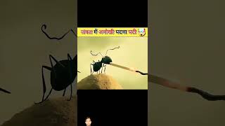 Jungle mein anokhi ladai amazingfacts jangalkikahani factsinhindi amazing [upl. by Meri688]