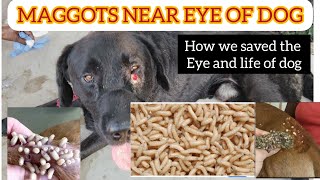 maggots in dog eye  Help dog to remove maggots [upl. by Wittie]