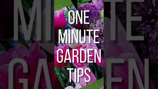 Planting 200 Tulips🌷🌷🌷Garden Entity gardenentity tulipbulbs planting shortsvideo shorts [upl. by Lanette]