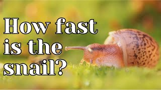 How fast is the snail [upl. by Gies]