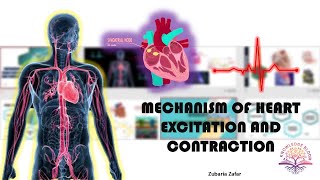 Mechanism of Heart Excitation and Contraction  SinoAtrial Node  AV Node  Biology Class 11 [upl. by Tisbe]