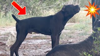 Cane Corso Puppy Protection Instincts  Loud Warning Bark [upl. by Narual53]