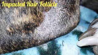 Impacted Hair Follicle Cleaning On my Pitbull Herc [upl. by Nialb]