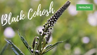 Black Cohosh  Herbazest [upl. by Icram]