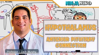 Endocrinology  Hypothalamus Anterior Pituitary Connection [upl. by Nosnor]