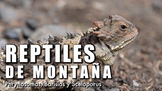 Reptiles de montaña  Documental  ¿Cómo sobreviven [upl. by Nrek378]