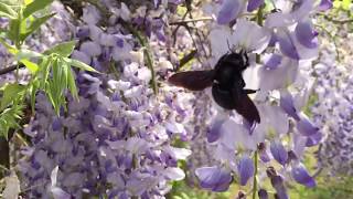 Große Holzbiene Xylocopa und Hummel am Blauregen [upl. by Nona]