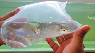 Arowana fish community tank  add New Fish Tinfoil Barb [upl. by Pierette954]