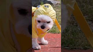 강아지에게 모자를 씌웠더니 동물농장 tv동물농장 강아지 dog cutedog pets  Putting A Hoodie on The Dog [upl. by Reginnej]