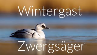 Wintergast Zwergsäger 4K [upl. by Philps386]