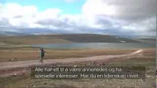 Dotterel  Mornells  Guignards Boltit  Varanger  Norwegian TV Finnmark [upl. by Eniluj]