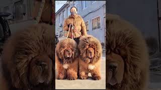 The Tibetan Mastiff Is It a Bear or a Dog The Ultimate Gentle Giant [upl. by Hayimas950]