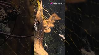 Spider Silk vs Steel Which Is Stronger 🕷 science biology physics knowledge shorts [upl. by Erv205]