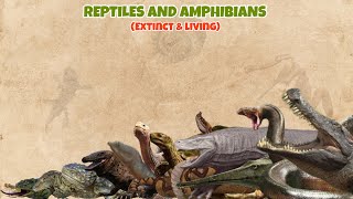 REPTILES AND AMPHIBIANS  Extinct and living comparison 05 [upl. by Esenwahs]