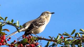 Mockingbird Singing [upl. by Ambie]