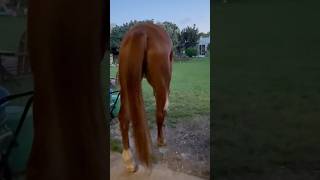 Look at Jeezy filling out donnaleemontgomery8635 youtubeshorts equestrian fyp [upl. by Acina]