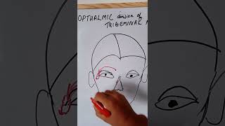 Branches of the opthalmic division of trigeminal nerve [upl. by Moreno616]