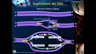 Citologia  Lezione 17 Duplicazione del DNA [upl. by Oker]