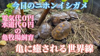 【今日のイシガメ🐢💚】ニホンイシガメ日本石亀亀庭亀牧場セマルハコガメミツユビハコガメガルフコーストハコガメJapanesepondturtle mauremysjaponica [upl. by Wulfe476]