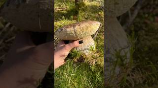 funghi porcini boletus mushroom [upl. by Fenton200]